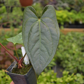 Anthurium 'Wuhoo's First Night' x nigrolaminum 'Gigi'