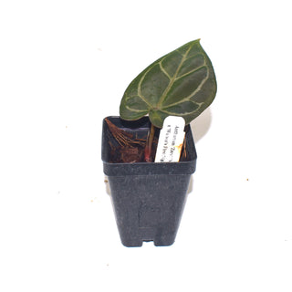 Anthurium 'Zara'/Michelle' x 'Wuhoo's First Night'