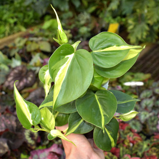 Philodendron hederaceum 'Silver Stripe'