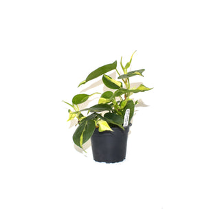 Philodendron hederaceum 'Silver Stripe'