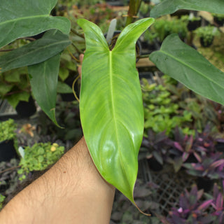 Philodendron mexicanum - 3.5" Pot