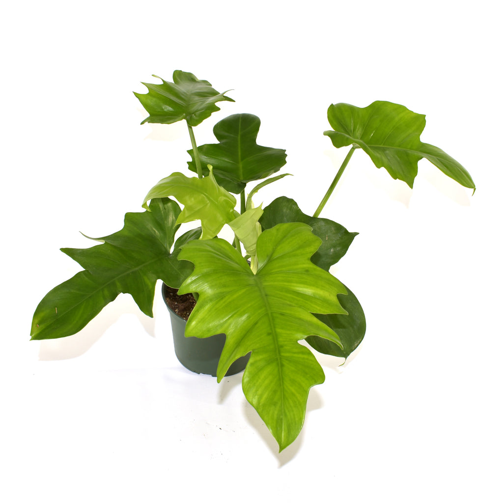 philodendron pedatum care Philodendron pedatum x distantilobum