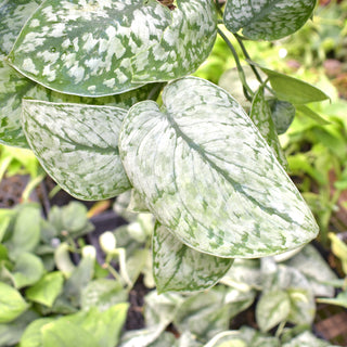 Scindapsus pictus 'Exotica Platinum'