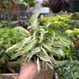 Syngonium podophyllum 'Starlite'