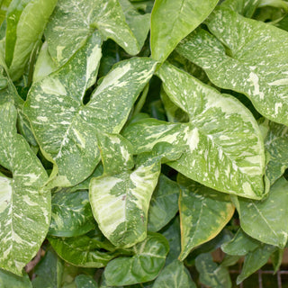 Syngonium podophyllum 'Panda'