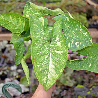 Syngonium podophyllum 'Panda'