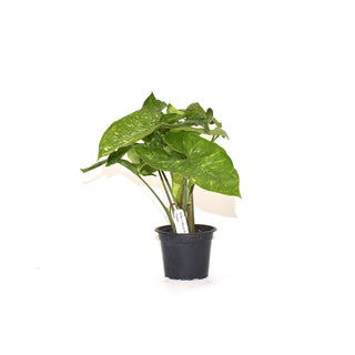 Syngonium podophyllum 'Panda'
