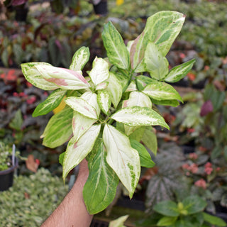 Syngonium podophyllum 'Strawberry Milk'