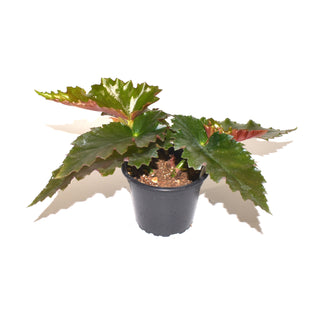 Begonia 'Black Jack'