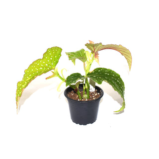 Begonia 'Harmony's Allure'