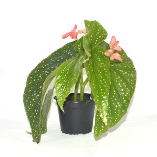 Begonia 'Harmony's Tinker Bell'