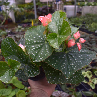 Begonia 'Harmony's Tinker Bell'