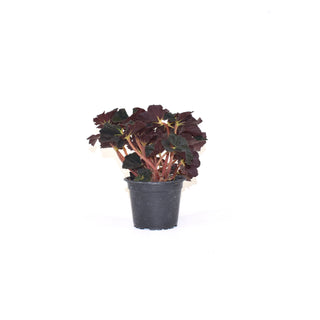 Begonia 'Black Fancy'
