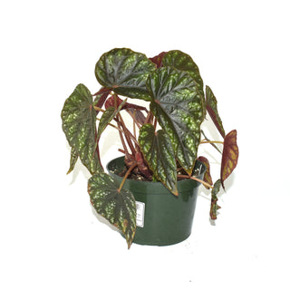Begonia handelii var. prostrata