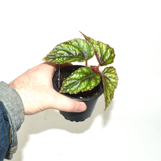 Begonia handelii var. prostrata