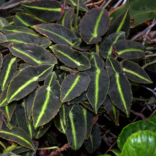 Begonia listada