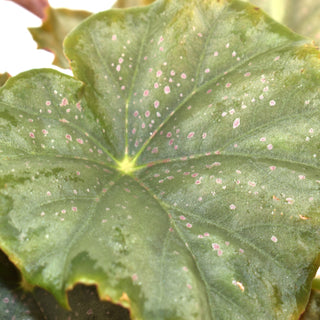 Begonia 'Steve's Leaves Dorian Gray'