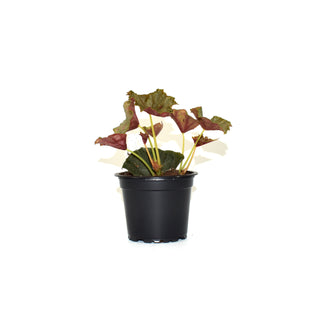 Begonia 'Steve's Leaves Dorian Gray'