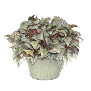 Begonia 'Silver Limbo'