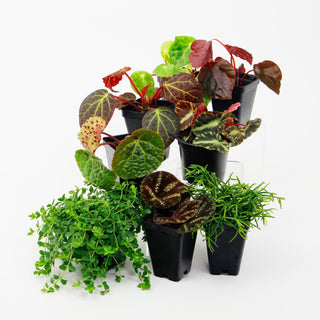 Vibrant Oasis Terrarium Plant Pack for biOrb AIR 30