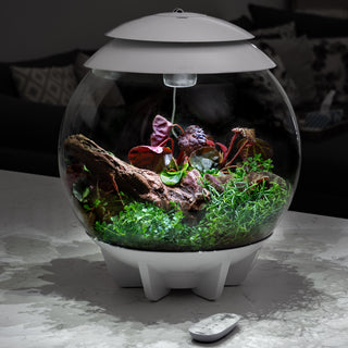 Vibrant Oasis Terrarium Plant Pack for biOrb AIR 30