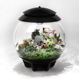 Botanical Bliss Terrarium Plant Pack for biOrb AIR 30
