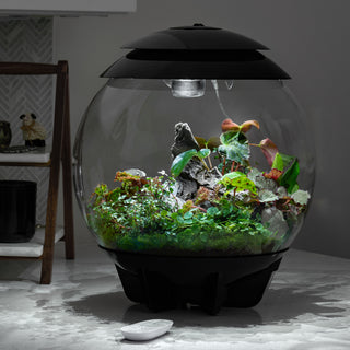 Botanical Bliss Terrarium Plant Pack for biOrb AIR 30