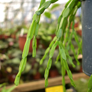 Rhipsalis paradoxa