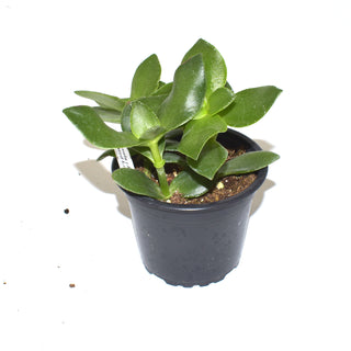 Crassula (Jade Plant) "Pointed Leaves"