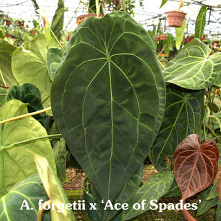 Anthurium 'Silver Blush' x forgetii/'Ace of Spades'