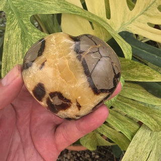 Septarian Heart (10.68 oz _ SL-561)