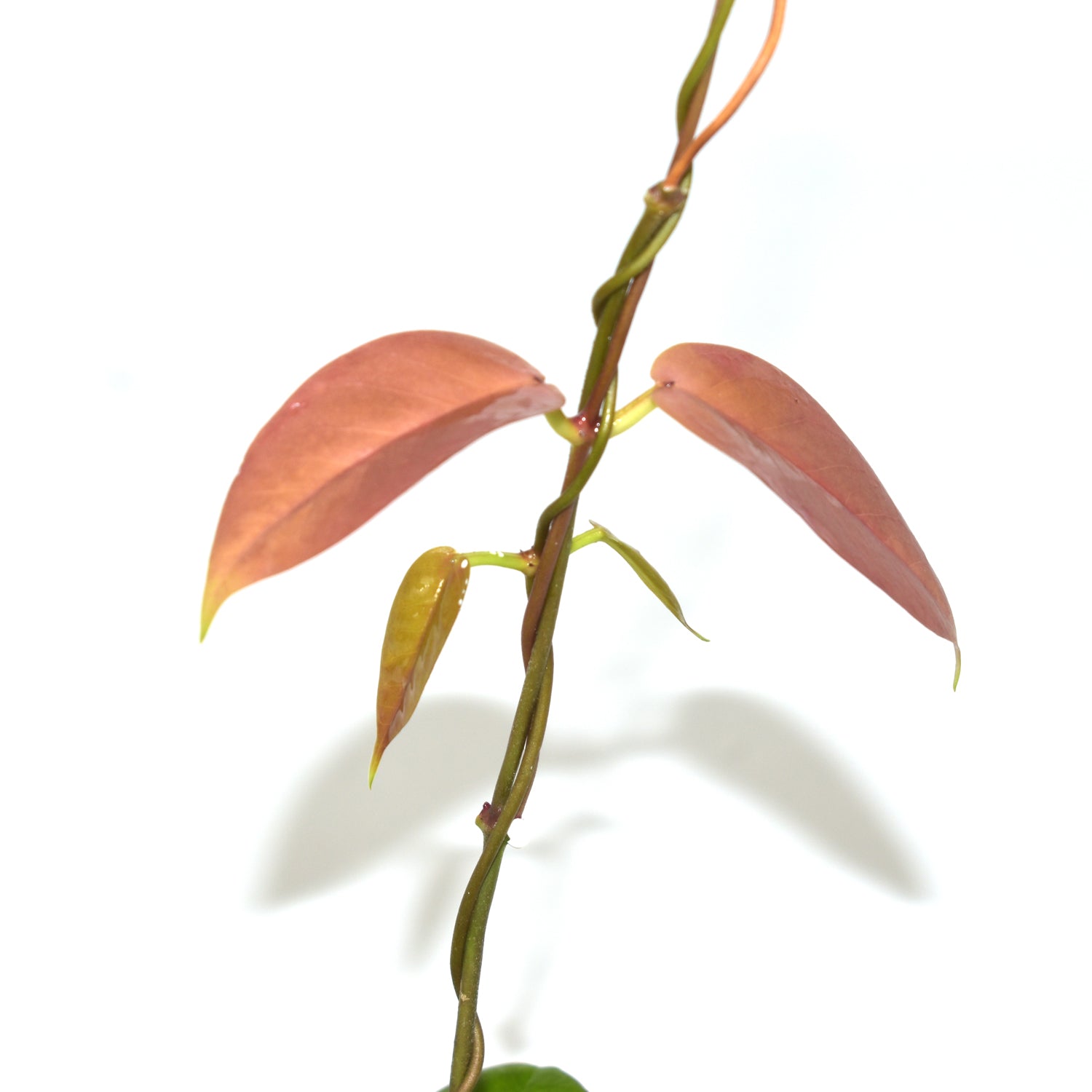 Hoya kenejiana (red corona)