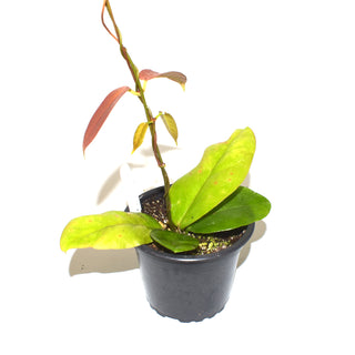 Hoya kenejiana (red corona)