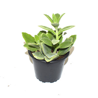 Kalanchoe melottii