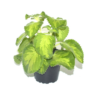 Plectranthus amboinicus 'Ocher Flame' (Yellow Variegated C Oregano)