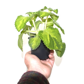 Plectranthus amboinicus 'Ocher Flame' (Yellow Variegated C Oregano)