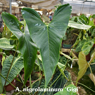 Anthurium 'Wuhoo's First Night' x nigrolaminum 'Gigi'