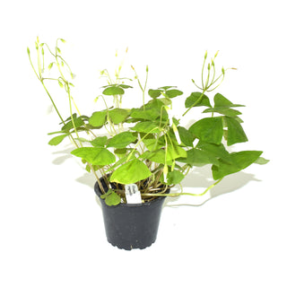 Oxalis regnellii