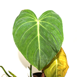 Philodendron 'Glorious' - 3.5" Pot