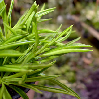 Peperomia ferreyrae
