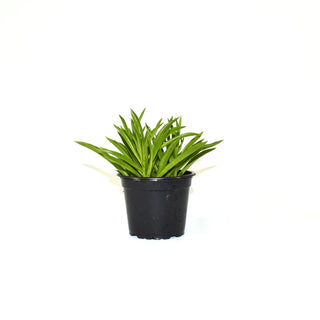 Peperomia ferreyrae