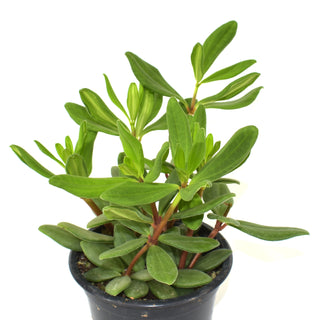 Peperomia kimnachii