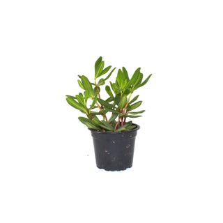 Peperomia kimnachii