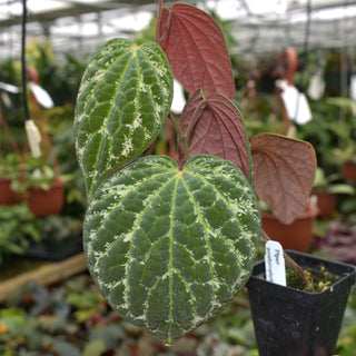 Piper porphyrophyllum