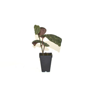 Piper porphyrophyllum