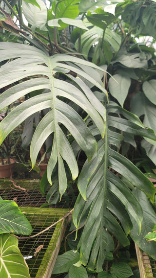Epipremnum pinnatum 'Cebu Blue'