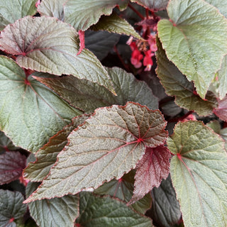 Begonia 'Burning Bush'