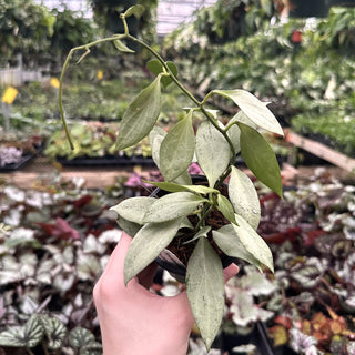 Hoya nicholsoniae 'New Guinea Ghost'
