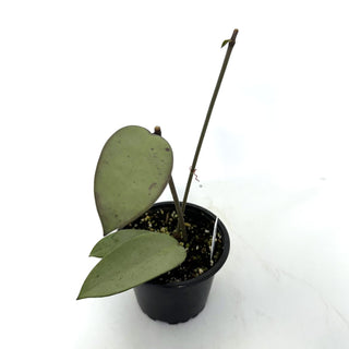 Hoya 'Silver Dollar'