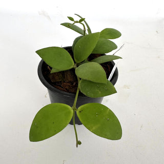 Hoya myrmecopa